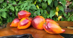 sofias sweet caramel17